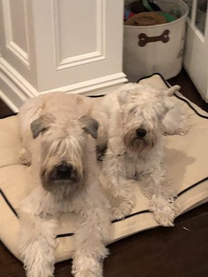 My beautifully groomed Wheaten Terriers. Thank you Olga and her team at Elite Pet!!