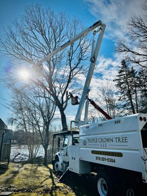 Triple Crown Tree