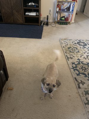 Peggie Peanut back from the groomers, she's even smiling!