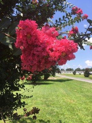 The flowers are blooming!