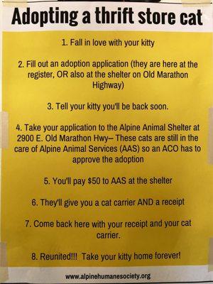 Here's the process to adopt a thrift shop cat.