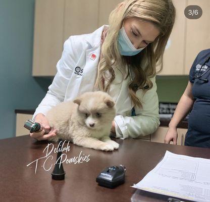 This is Lundquist with Delilah a mini pomsky