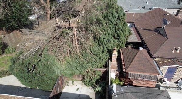 Luckily this fallen pine tree avoided hitting any houses.