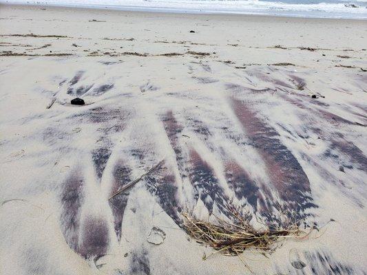 On the Beach at Cape Hatteras National Seashore