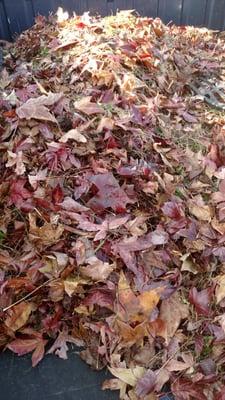 These were the offending leaves which i wasn't allowed to put in the free leaf pile because of the grass.