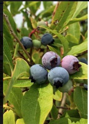 More berries!