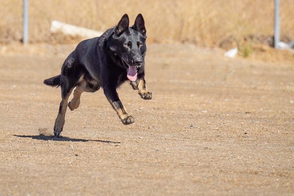 Steinbeckland Kennels