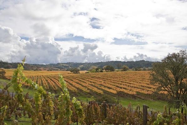 Beautiful organic vineyards