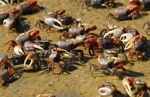 FIDDLER CRABS, ONLY $4.49 A DOZEN!!