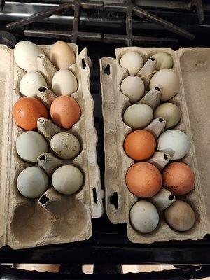 Farm fresh eggs