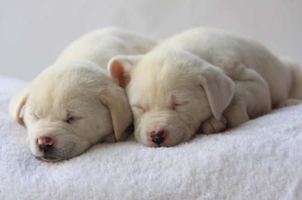 That's my Penny (originally named Snowball)  on the right, with her sister Snowflake (now Pippi).  Coincidence or what?  =)