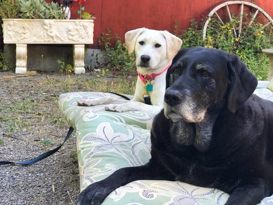 Quartz and Mollie love Barkers