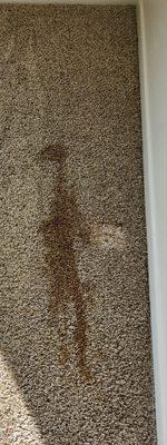 Cortes Carpet Cleaning