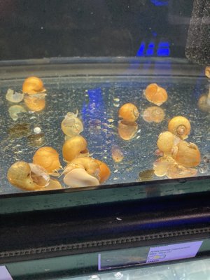 Apple snails