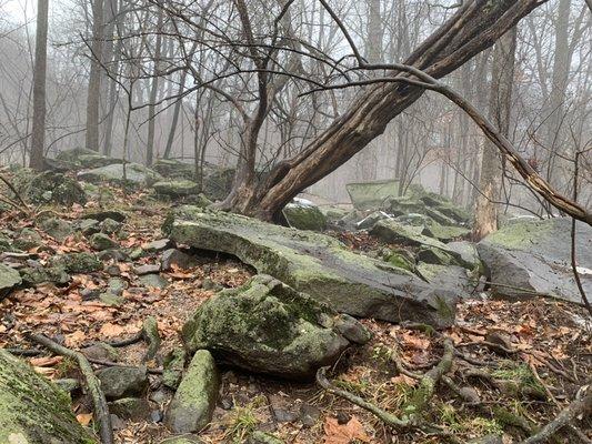 Beautiful photo opportunities in the forest that has moss covered boulders and good tree varieties