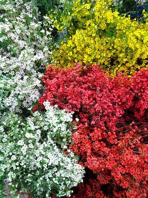 Waxflowers are among hundreds of varieties Kennicott sources from its preferred flower farms.