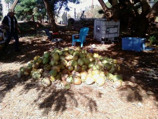 Fresh coconuts.