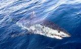 Awesome Mako Shark Fishing!