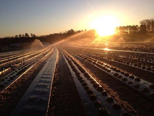 Strawberry field