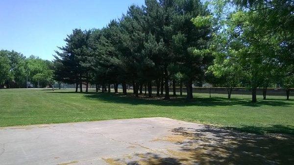 baseball diamonds beyond the trees