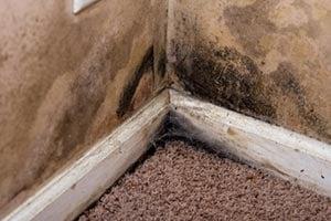 Mold and Mildew Repair and Restoration