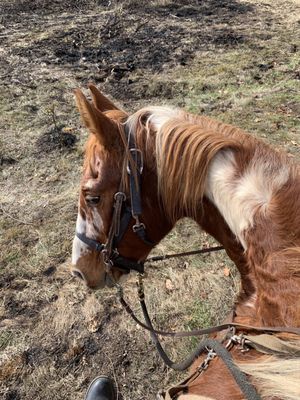 Triple Creek Horse Outfit