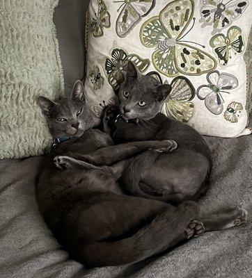 2 handsome Russian Blues  "Jasper" & "Bo"  
#kittysitting #catsitter #petsitting
#petcare