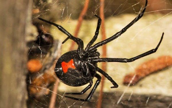 Black Widow Spider