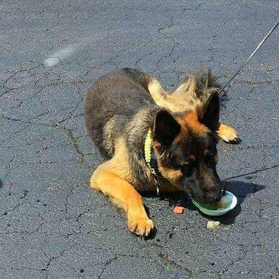 even the puppies love our pup cups