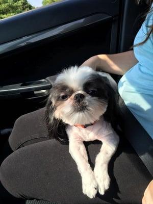 Chewy going home after his grooming with Appletree.