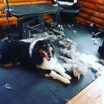 #collie #grooming #kaiserpetcare #woodbridge #virginia