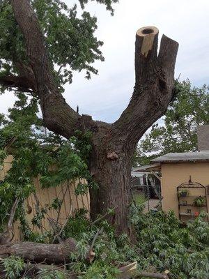 Safe Tree Removal