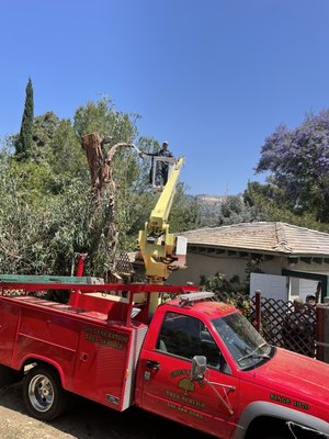 Tree removal