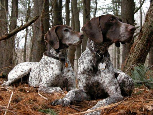 Achilles & Blaze our first and 2nd GSPs, German Shorthaired Pointers. Great dogs!