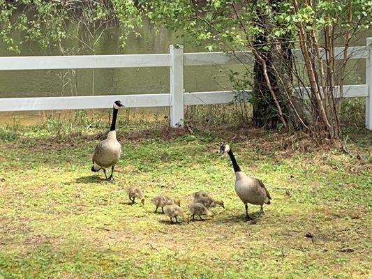 Geese near the pond