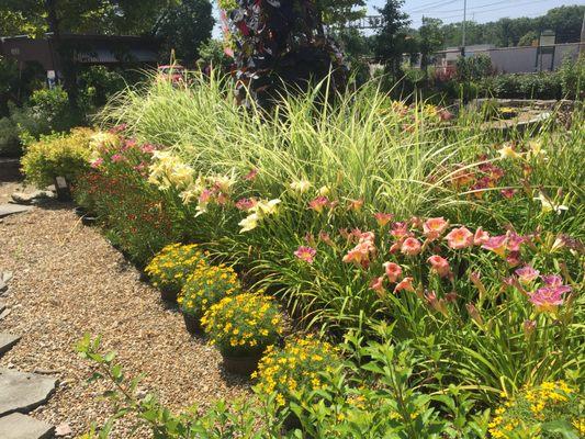 Silver Grass, Daylily & Coreopsis