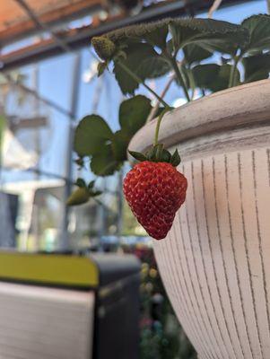 Strawberry plants