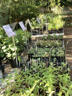 Wildflower Native Plant Nursery