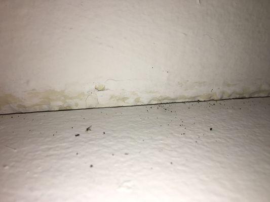 Inside of a closet cabinet - note the mold and dead bugs. They were EVERYWHERE. The black mold growing on the bathroom wall was the worst.