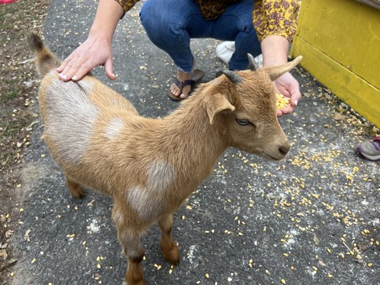 Free range goat feeding