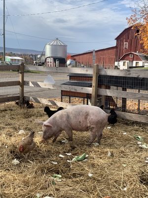 Piggies and chickens play together