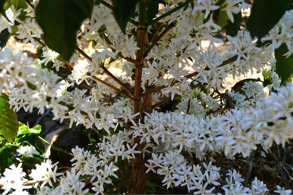 Coffee tree flowering at the farm