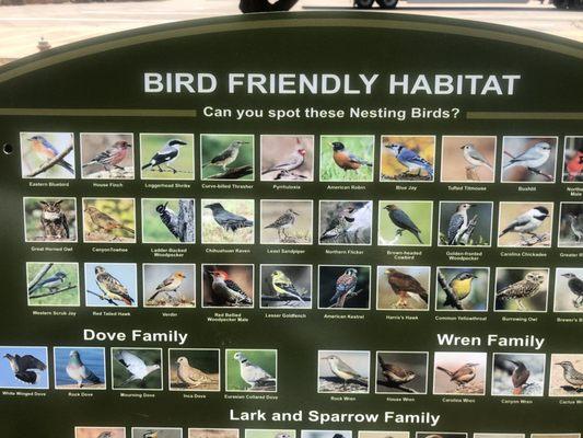 Birds of the area.