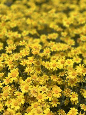 yellow daisies