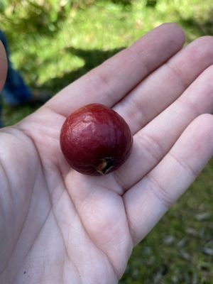 Strawberry Guava fruit!