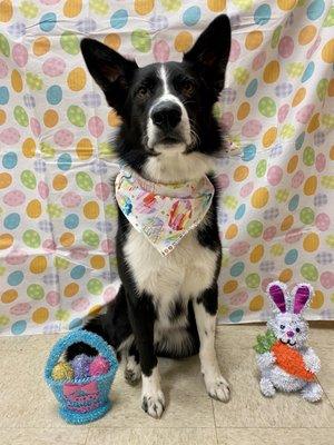 Easter photo shoot with this handsome dog!