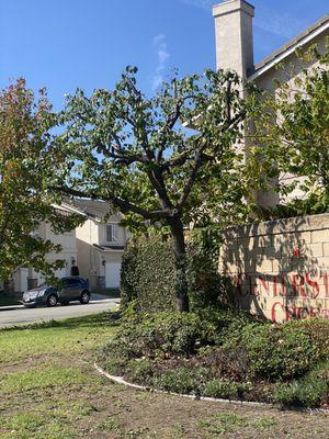 Tree trimming at one of our HOA clients