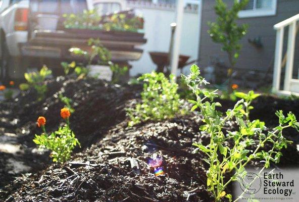 Planting food!