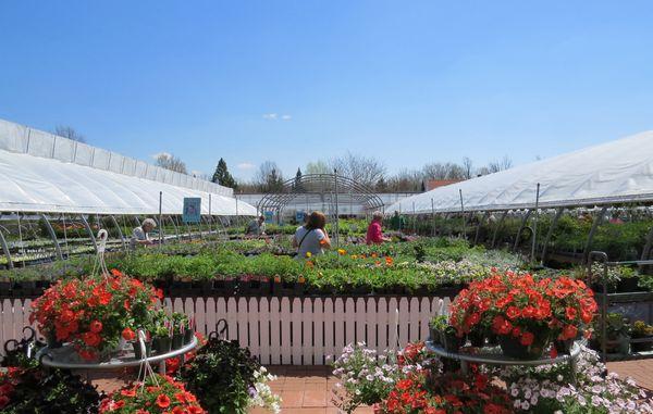 Part of selling area for perennials at Winter Greenhouse