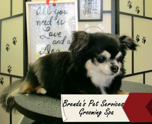 Specializing in small breed dogs, this Long Haired Chihuahua enjoys the one-on-one attention she gets at Brenda's !